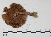 登錄號:F0027241藏品圖，第3張