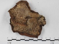 登錄號:F0027242藏品圖，第3張