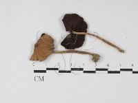 登錄號:F0027243藏品圖，第1張