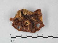 登錄號:F0027247藏品圖，第1張