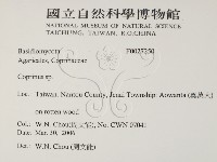 鬼傘屬藏品圖，第2張