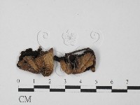 鬼傘屬藏品圖，第3張