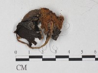 登錄號:F0027251藏品圖，第1張