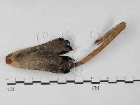 登錄號:F0027252藏品圖，第1張