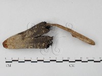 登錄號:F0027252藏品圖，第3張