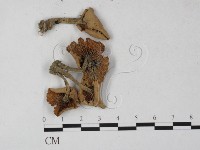 登錄號:F0027253藏品圖，第1張