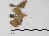 登錄號:F0027253藏品圖，第3張