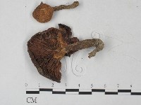 登錄號:F0027254藏品圖，第1張