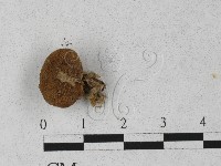 登錄號:F0027255藏品圖，第3張