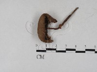 登錄號:F0027257藏品圖，第1張