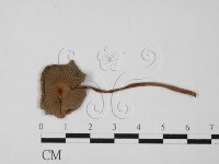 鬼傘屬藏品圖，第1張