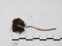 鬼傘屬藏品圖，第3張