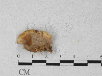 登錄號:F0027260藏品圖，第1張