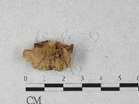 登錄號:F0027260藏品圖，第3張