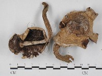 登錄號:F0027261藏品圖，第1張