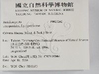 紫色禿馬勃藏品圖，第2張