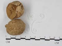 紫色禿馬勃藏品圖，第1張