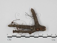 登錄號:F0027264藏品圖，第3張