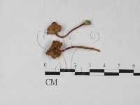 登錄號:F0027265藏品圖，第1張