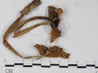 登錄號:F0027266藏品圖，第1張