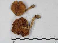 登錄號:F0027268藏品圖，第1張