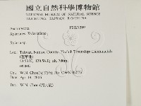 炭角菌屬藏品圖，第2張