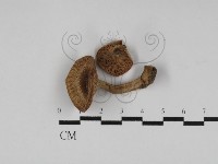 登錄號:F0027273藏品圖，第1張