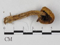 登錄號:F0027274藏品圖，第1張