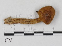 登錄號:F0027274藏品圖，第3張