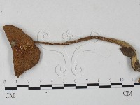 登錄號:F0027275藏品圖，第3張