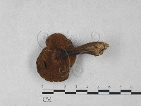 登錄號:F0027276藏品圖，第1張