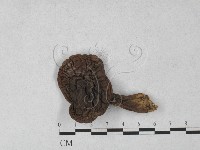 登錄號:F0027276藏品圖，第3張