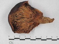 登錄號:F0027277藏品圖，第3張