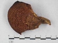 登錄號:F0027277藏品圖，第1張