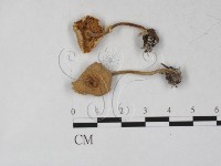 登錄號:F0027278藏品圖，第1張