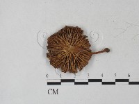 登錄號:F0027280藏品圖，第1張