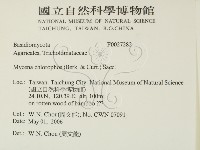 發光小菇藏品圖，第2張
