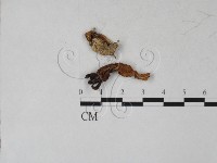 登錄號:F0027284藏品圖，第1張