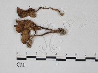 登錄號:F0027287藏品圖，第3張