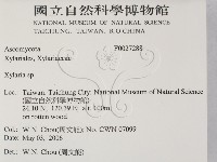 炭角菌屬藏品圖，第2張