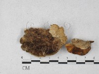 登錄號:F0027290藏品圖，第1張