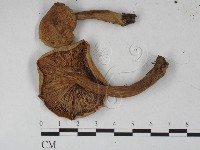 登錄號:F0027292藏品圖，第1張