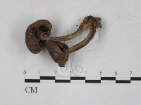登錄號:F0027293藏品圖，第1張