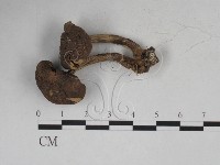 登錄號:F0027293藏品圖，第3張