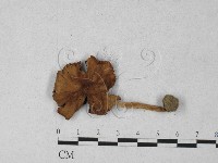 登錄號:F0027294藏品圖，第1張