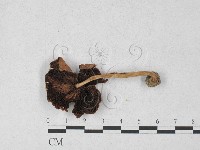 登錄號:F0027294藏品圖，第3張