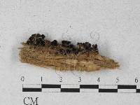 登錄號:F0027295藏品圖，第1張