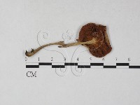 登錄號:F0027296藏品圖，第1張