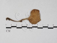 登錄號:F0027296藏品圖，第3張