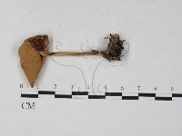 登錄號:F0027297藏品圖，第1張
